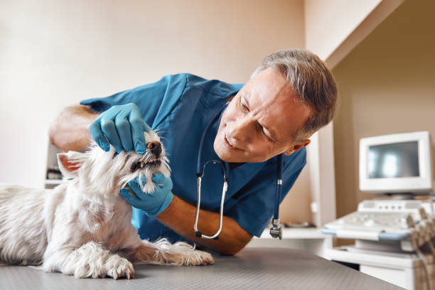 Best Root Canal Emergency Dentist  in Henderson, TN